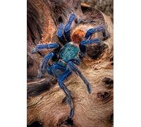 WYWQN DIY Handmade 5D Diamond Paintings Kit Color Tarantula Round Diamond Embroidery Picture Wall Art Christmas and Year Gifts Home 50x60CM