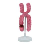 X Chromosome Model, 1000X Enlargement Meiosis Submicroscopic Structure, Human Discipline Structure Model, for School Medical Lessons