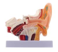X Enlarged Human Ear Anatomy Model with Base for Students