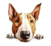 x4 Bull Terrier Door Vinyl Stickers, Weatherproof, Cover up Marks, Hardwearing & Vibrant, Multi-purpouse Ideal for Door, Phone case, Cups, Wine Glass, Toilet, car & All Projects. (Bull Terrier)