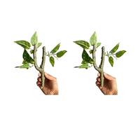 XAGMODSHN 2PCS Realistic Rainforest Climbing Branch for Reptiles Terrariums with Natural Design Safe Resin for Landscape Decors Reptiles Climbing Branch