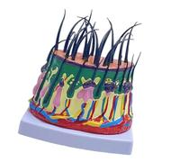 XANHOY 50X Enlarged Scalp Model Scalp Anatomical Model Teaching Tool for Science Study Display Teaching Medicals Model