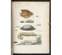 XcBAIHOUD Famous Art Print Poster Canvas Prints the Caterpillar's Wonderful Transformation and Strange Flower Food by Maria Si Picture Mural for Home Decor 60x90cm