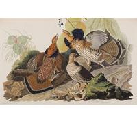 XcBAIHOUD Famous Famous Art Minimalist Prints Illustration From birds of America by John Jamess Audubon Art Canvas Murals for Home Decor 60x90cm