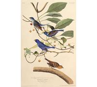 XcBAIHOUD Famous Famous Art Minimalist Prints the Indigobirds From the Birds of America by John Jamess Audubon Art Canvas Murals for Home Decor 60x90cm