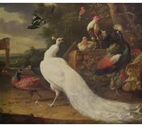 XcBAIHOUD Famous Famous Art Minimalist Prints the White Peacock by Melchior De Hondecoeter Art Canvas Murals for Home Decor 60x90cm