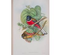 XcBAIHOUD Famous Modern Artwork Classic Canvas Painting Animal Bird Harpactes Fasciatus Plate From the Birds of Great Britain by John Gould Printed Paintings for Home Decor 60x90cm