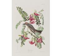 XcBAIHOUD Famous Modern Artwork Classic Canvas Painting Illustration From birds of America by John Jamess Audubon Printed Paintings for Room Decor 60x90cm
