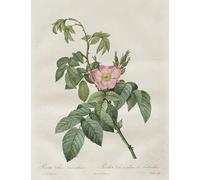 XcBAIHOUD Famous Modern Artwork Classic Canvas Painting Les Roses: Rosa Villosa Terebenthina by Pierre Redouté Printed Paintings for Room Decor 60x90cm