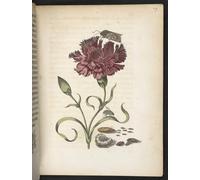 XcBAIHOUD Famous Modern Artwork Classic Canvas Painting the Caterpillar's Wonderful Transformation and Strange Flower Food by Maria Si Printed Paintings for Home Decor 60x90cm