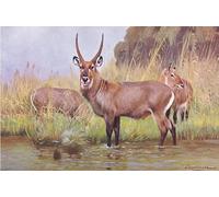 XcBAIHOUD Famous Modern Artwork Classic Canvas Painting Water Buck Illustration Fromwildlife of the World by Wilhelm Kuhnert Printed Paintings for Room Decor 60x90cm