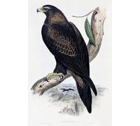 XcBAIHOUD Famous Modern Canvas Prints Animal Pictures Animal Bird Golden Eagle Lithograph From Birds of Australia and Great Britain by John Gould Vintage Poster for Home Decor 60x90cm