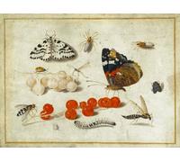 XcBAIHOUD Famous Painting Art Print Poster Canvas Prints Caterpillar Moth Insects and Currants by Jan Van Kessel the Elder Picture Mural for Home Decor 60x90cm