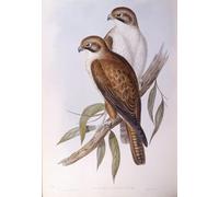 XcBAIHOUD Famous Painting Famous Art Minimalist Prints Animal Bird Brown Falcon Engraving by John Gould Art Canvas Murals for Room Decor 60x90cm