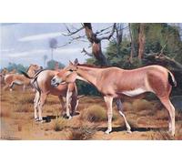 XcBAIHOUD Famous Painting Modern Artwork Classic Canvas Painting Asiatic Wild Ass From Wildlife of the World by Wilhelm Kuhnert Printed Paintings for Room Decor 60x90cm