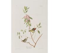 XcBAIHOUD Famous Painting Modern Artwork Classic Canvas Painting Illustration From birds of America by John Jamess Audubon Printed Paintings for Home Decor 60x90cm
