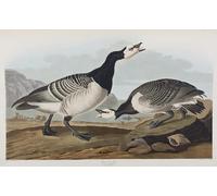 XcBAIHOUD Famous Painting Modern Artwork Classic Canvas Painting Illustration From birds of America by John Jamess Audubon Printed Paintings for Room Decor 60x90cm
