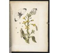 XcBAIHOUD Famous Painting Modern Artwork Classic Canvas Painting the Caterpillar's Wonderful Transformation and Strange Flower Food by Maria Si Printed Paintings for Room Decor 60x90cm