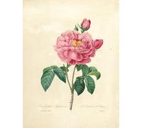 XcBAIHOUD Famous Painting Modern Artwork Classic Canvas Painting The Duchess of Orleans Rose by Pierre Redouté Printed Paintings for Room Decor 60x90cm
