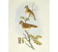 XcBAIHOUD Famous Painting Modern Canvas Prints Animal Pictures Animal Bird Wood Lark Engraving by John Gould Vintage Poster for Room Decor 60x90cm