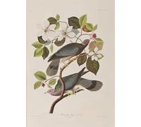 XcBAIHOUD Famous Painting Modern Canvas Prints Animal Pictures Illustration From birds of America by John Jamess Audubon Vintage Poster for Room Decor 60x90cm