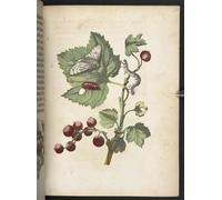 XcBAIHOUD Famous Painting Modern Canvas Prints Animal Pictures the Caterpillar's Wonderful Transformation and Strange Flower Food by Maria Si Vintage Poster for Home Decor 60x90cm