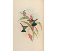 XcBAIHOUD Famous Painting Pictures Printed Wall Art Graffiti Animal Bird Lampornis Viridis Anthracothorax Viridis by John Gould Posters and Prints for Room Decor 60x90cm