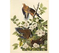 XcBAIHOUD Famous Pictures Printed Wall Art Graffiti Carolina Pigeon or Carolina Turtledove From the Birds of America by John Jamess Audubon Posters and Prints for Room Decor 60x90cm