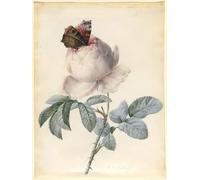 XcBAIHOUD Vintage Famous Art Minimalist Prints Centifolia Rose with Peacock by Pierre Redouté Art Canvas Murals for Office Decor 60x90cm