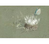 XcBAIHOUD Vintage Famous Art Minimalist Prints Study of an alpine thistle with an Amanda's Blue John Ruskin Art Canvas Murals for Office Decor 60x90cm