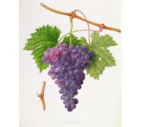 XcBAIHOUD Vintage Famous Art Minimalist Prints the Poonah Grape by William Hooker Art Canvas Murals for Office Decor 60x90cm