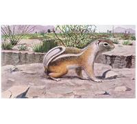 XcBAIHOUD Vintage Famous Art Minimalist Prints White Tailed Antelope Squirrel Foraging for Seeds by Louis Agassiz Fuertes Art Canvas Murals for Office Decor 60x90cm