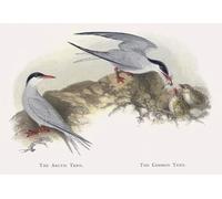 XcBAIHOUD Vintage Modern Artwork Classic Canvas Painting the Arctic Tern the Common Tern by Alexander Lydon Printed Paintings for Office Decor 60x90cm