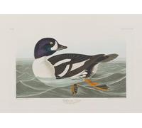 XcBAIHOUD Vintage Modern Canvas Prints Animal Pictures Illustration From Birds of America by John Jame Audubon Vintage Poster for Office Decor 60x90cm