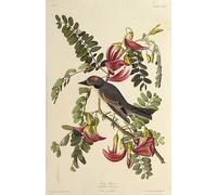 XcBAIHOUD Vintage Pictures Printed Wall Art Graffiti Gray Tyrant From the Birds of America by John Jamess Audubon Posters and Prints for Office Decor 60x90cm