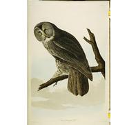 XcBAIHOUD Vintage Pictures Printed Wall Art Graffiti Great Cinereous Owl From by John Jamess Audubon Posters and Prints for Office Decor 60x90cm