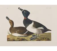 XcBAIHOUD Vintage Pictures Printed Wall Art Graffiti Illustration From birds of America by John Jamess Audubon Posters and Prints for Office Decor 60x90cm