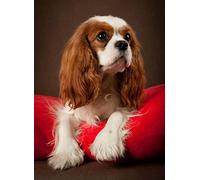 XCSQTYMY Diamond Painting Kits Cavalier King Charles Spaniel DIY 5D Square Full Drill Art Perfect for Relaxation and Home Wall Decor