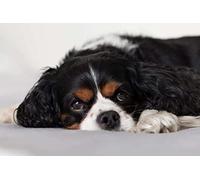XCSQTYMY Paint by Number Kits Cavalier King Charles Spaniel DIY Digital Canvas Oil Painting Gift for Kids Students Adults Beginner, B