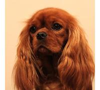 XCSQTYMY Paint By Numbers DIY Acrylic Painting Kit Cavalier King Charles Spaniel For Kids & Adults Beginner Home Decoration canvases 16” x 20” Painting
