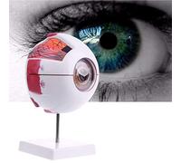 XDAWQP 6X Enlarged Human Eye Anatomical Model, Accurate Eye Model Large Eyeball Structure Model for Science Classroom Study Display Teaching Medical Model