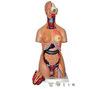 XDAWQP 85cm Model Human Torso 32 Parts Human Head Bust Educational Models Anatomical Musculoskeletal Medicine