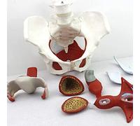 XDAWQP Anatomy Skeleton Models Female Pelvis Girdles Pelvic Floor Muscle Test Model, Female Anatomical Model Basin Gynecology Education Doctor, 24.5 * 16 * 13cm