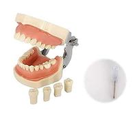 XDAWQP Dental Typodont Demonstration Teeth Model, Detachable Anatomy Teeth Model Suitable for Teaching, Practice and Study, Come with a Small Screwdriver