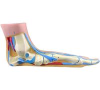 XDAWQP Human Foot Muscle Anatomical Model - Foot Pathology Model - The Model Such As Iliac Bones Tibia and Bones of Calf for Medical Teaching Aid & Training Tool