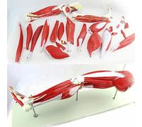 XDAWQP Lower Limb Muscle Attached Vascular Nerve Model Human Lower Limb Muscle Anatomy Model Exercise Leg Bone Rehabilitation Exercise Fitness Teaching Model
