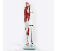 XDAWQP Skeleton Model, Anatomy Model Educational Model Human Lower Extremity Muscle Vascular Nerve Model Leg Muscle Movement Model Medical Teaching Aids Medical Models Demonstra