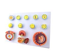 XDAWQP Teaching Model, Assembly Educational Model Anatomical Human Model Fertilization and Early Embryonic Development Process Anatomy Model Tissue Embryo Teaching Tool Aid for