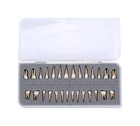 XDAWQP Tooth Model, Identifying Tooth Morphology, 28 Simulated Teeth, Two-Color Permanent Tooth Model with Roots, For Doctor-Patient Communication, Oral Disease Research, Teachi