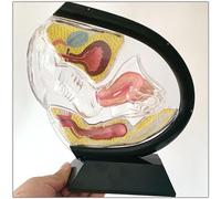 XDAWQP Transparent Uterus Model, Human Anatomical Model, Visible Uterus Model PVC, Include Pelvic Cavity Abdominal Bladder Ovary Rectum Coccyx Anatomy Teaching Model, Uterine Re